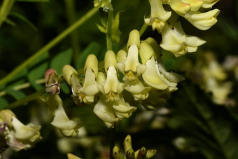 花<strong>黄芪</strong>塞尔波洛迪克森林