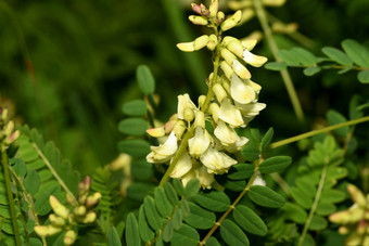 花<strong>黄芪</strong>塞尔波洛迪克森林