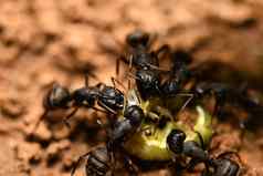 绿色毛毛虫黑色的蚂蚁