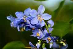蓝色的花黄萎病森林