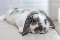 可爱的兔子兔子复活节白色棕色（的）说谎地板上