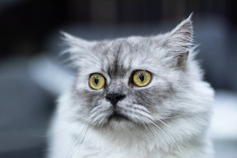 灰色的猫黄色的眼睛坐着相机国家环保总局