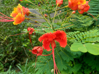 蔷薇属pulcherrima被称为poinciana<strong>孔雀</strong>花红色的鸟天堂墨西哥鸟天堂矮poinciana骄傲巴巴多斯白<strong>孔雀</strong>的烟花天璇