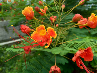 蔷薇属pulcherrima被称为poinciana<strong>孔雀</strong>花红色的鸟天堂墨西哥鸟天堂矮poinciana骄傲巴巴多斯白<strong>孔雀</strong>的烟花天璇