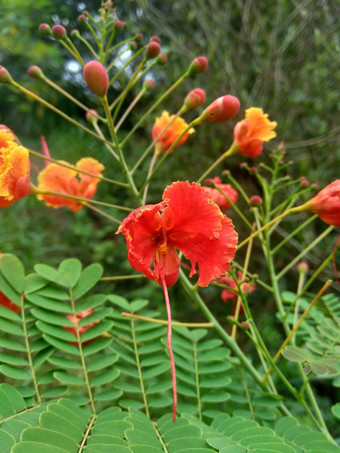 蔷薇属pulcherrima被称为poinciana孔雀花红色的鸟天堂墨西哥鸟天堂矮poinciana骄傲巴巴多斯白孔雀的烟花天璇