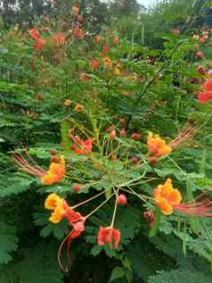 蔷薇属pulcherrima被称为poinciana孔雀花红色的鸟天堂墨西哥鸟天堂矮poinciana骄傲巴巴多斯白孔雀的烟花天璇