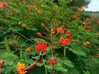 蔷薇属pulcherrima被称为poinciana<strong>孔雀</strong>花红色的鸟天堂墨西哥鸟天堂矮poinciana骄傲巴巴多斯白<strong>孔雀</strong>的烟花天璇