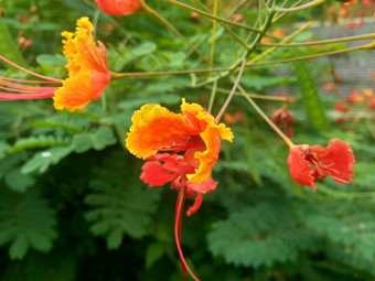 蔷薇属pulcherrima被称为poinciana孔雀花红色的鸟天堂墨西哥鸟天堂矮poinciana骄傲巴巴多斯白孔雀的烟花天璇