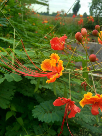 蔷薇属pulcherrima被称为poinciana<strong>孔雀</strong>花红色的鸟天堂墨西哥鸟天堂矮poinciana骄傲巴巴多斯白<strong>孔雀</strong>的烟花天璇