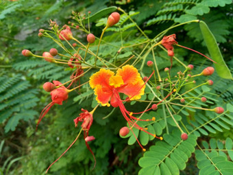 蔷薇属pulcherrima被称为poinciana孔雀花红色的鸟天堂墨西哥鸟天堂矮poinciana骄傲巴巴多斯白孔雀的烟花天璇