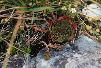 Sempervivum<strong>石头山</strong>植物山bjelasnica