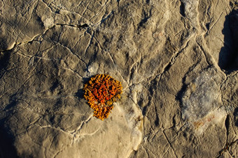 石头背景小殖民地橙色地底
