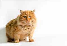 巨大的脂肪红色的毛发粗浓杂乱的猫白色背景