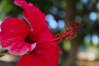 细节雌蕊囊关闭红色的<strong>芙蓉</strong>花细节囊雌蕊