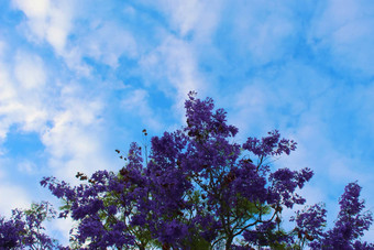 蓝花楹蓝色的天空云完美的作文颜色