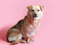 快乐的微笑杂种红色的狗粉红色的颜色背景