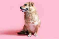 快乐的微笑杂种红色的狗粉红色的颜色背景