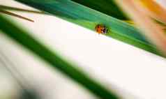 小红色的发现了甲虫坐在绿色叶植物关闭