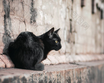 黑色的猫坐在房子手表