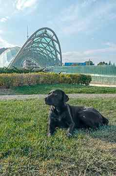 黑色的流浪狗背景玻璃桥和平