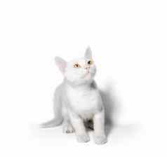 小猫黄色的眼睛白色背景