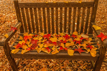 树叶枕头板凳上林地