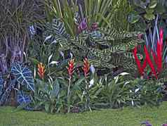 色彩鲜艳的异国情调的热带地区花园显示植物花