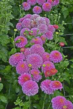 开花菊花《blenda紫色的日益增长的花边境
