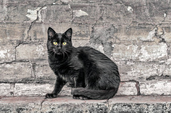 黑色的猫坐在房子手表