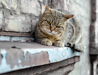 猫坐在窗台上房子手表