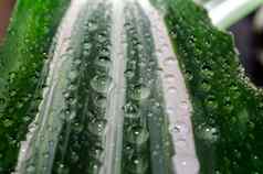 绿色叶植物露水滴关闭