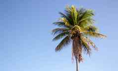 单棕榈树蓝色的天空背景