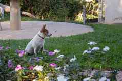 小流浪狗坐着草群小花