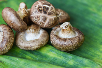 <strong>新鲜</strong>的蘑菇香蕉叶背景香菇蘑菇
