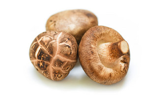 新鲜的蘑菇孤立的白色背景香菇蘑菇
