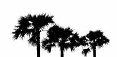 前视图亚洲巴尔米拉棕榈树糖棕榈叶子奥托普视图亚洲巴尔米拉棕榈树糖棕榈叶子白色背景白色黑色的语气