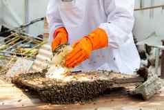 亚洲养蜂人男人。白色保护西装操纵蜂窝完整的金蜂蜜养蜂人收获蜂蜜花园养蜂概念
