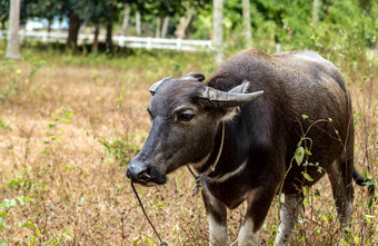 亚洲水水牛牛农场水牛泰国森林