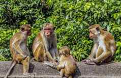 斯里兰卡斯里兰卡猴子妈妈。孩子呜短尾猿猴子。中央研究院