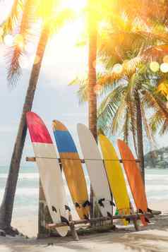 冲浪板椰子树夏天海滩太阳光蓝色的天空背景