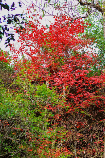 红色的枫木叶子冬天府克拉杜恩国家公园
