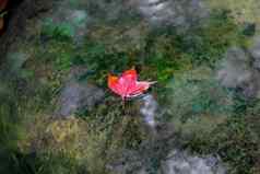红色的枫木叶子冬天府克拉杜恩国家公园