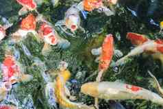 鲤鱼鱼日本锦 鲤被称为水生动物