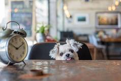 甜蜜的狗咖啡商店时钟