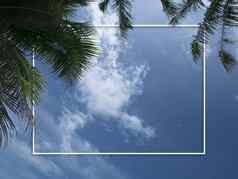 棕榈树蓝色的天空空白白色框架复制空间棕榈树热带海岸椰子树夏天背景