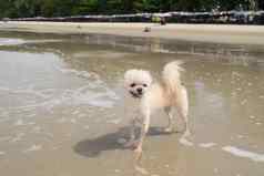 狗可爱的米色颜色旅行海滩