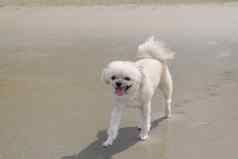 狗可爱的米色颜色旅行海滩