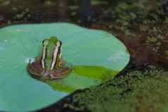 青蛙绿色青蛙莲花叶