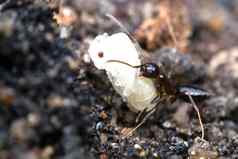 宏昆虫黑色的蚂蚁