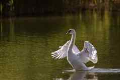 沉默的天鹅游泳河水域传播大翅膀